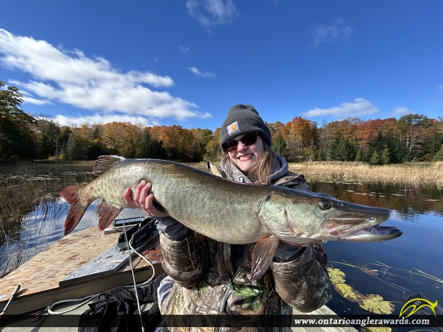 36" Muskie caught on Sturgeon Lake 