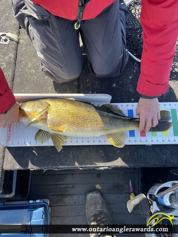 30" Walleye caught on Long lake