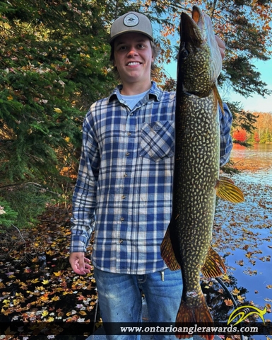 32" Northern Pike caught on Muskoka River