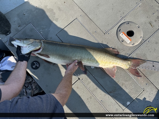 45" Muskie caught on Winnipeg River System 