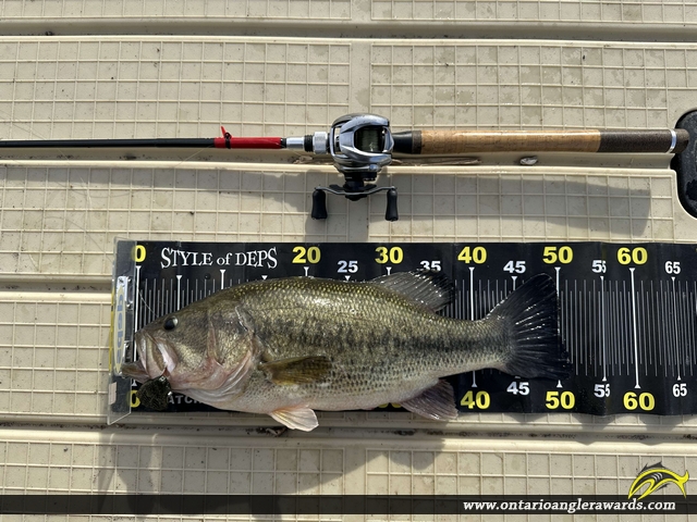 20.3" Largemouth Bass caught on Lake Ontario