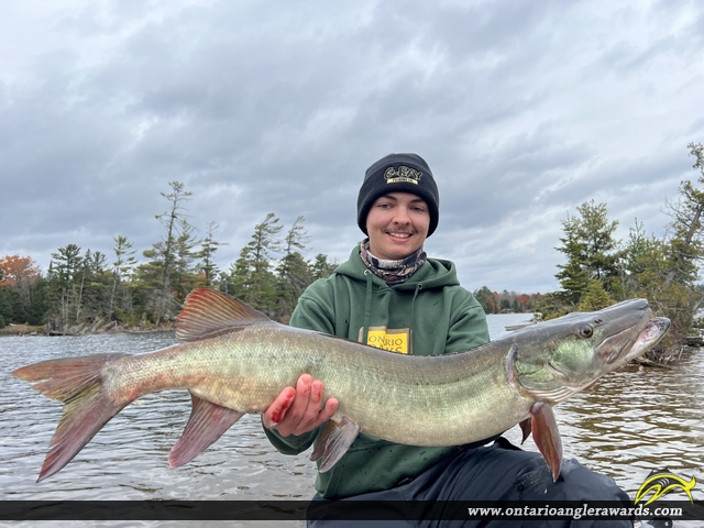 36.5" Muskie caught on Pigeon Lake